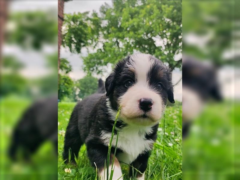 Wunderschöne Aussiedor Welpen abzugeben