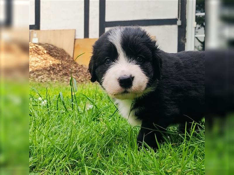 Wunderschöne Aussiedor Welpen abzugeben