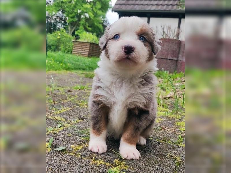 Wunderschöne Aussiedor Welpen abzugeben