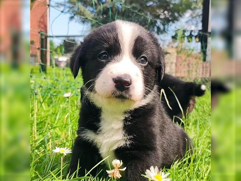 Wunderschöne Aussiedor Welpen abzugeben