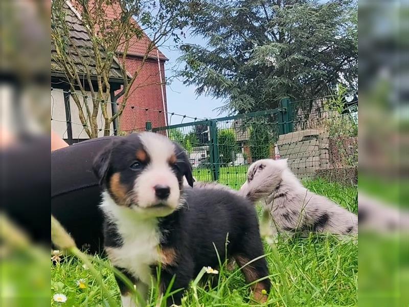 Wunderschöne Aussiedor Welpen abzugeben