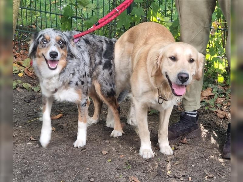 Golden Aussie Goldenaussie Golden Retriever Australian Shepherd Welpen