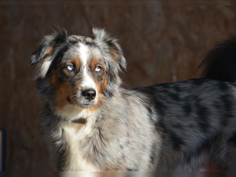 Blue merle golden outlet retriever