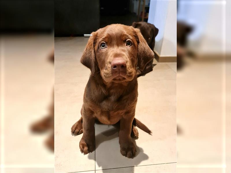 Labrador welpen, Aussiedor, Leopard Labrador, Aussidor (Auszugsbereit)