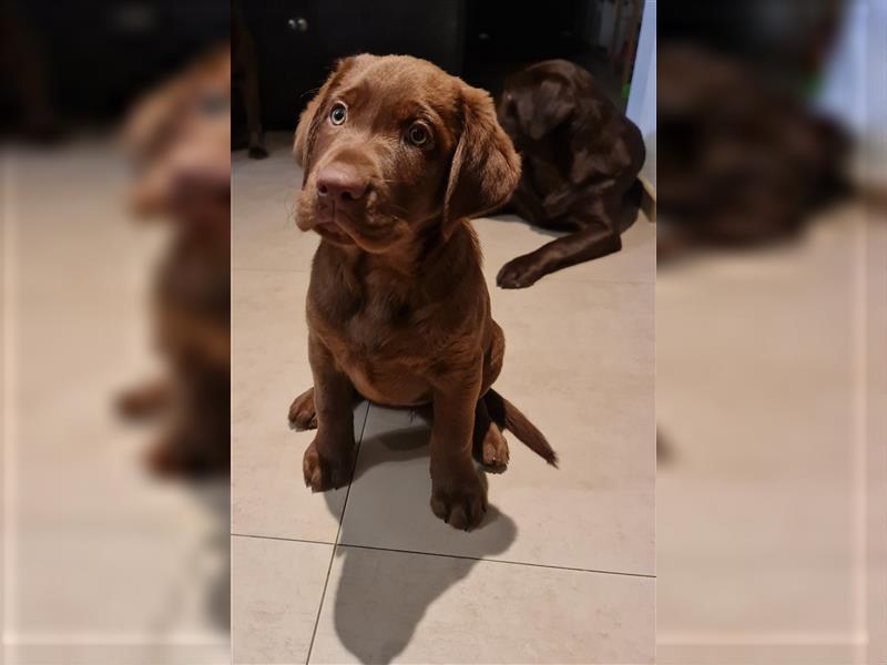 Labrador welpen, Aussiedor, Leopard Labrador, Aussidor (Auszugsbereit)