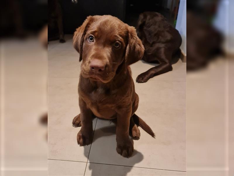 Labrador welpen, Aussiedor, Leopard Labrador, Aussidor (Auszugsbereit)