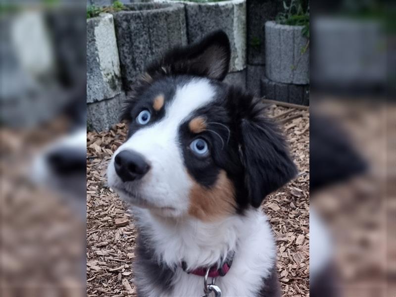 Golden-Collie-Aussie Welpen-Abgabebereit