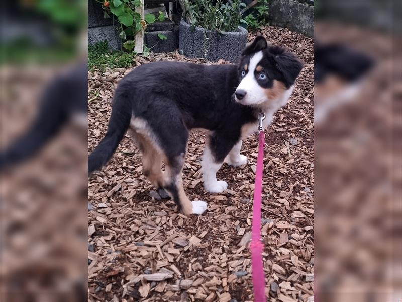 Golden-Collie-Aussie Welpen-Abgabebereit