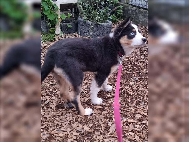 Golden-Collie-Aussie Welpen-Abgabebereit