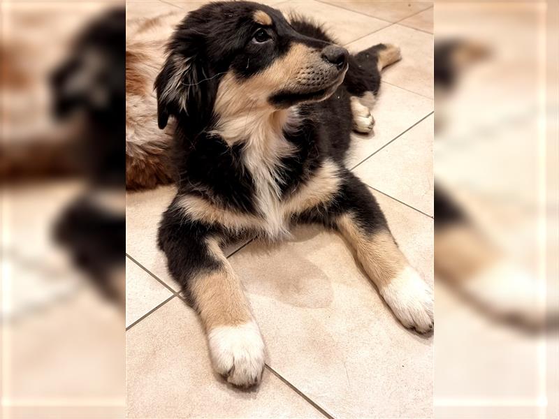 Welpen/ Golden Retriever-Collie-Australian Shepherd/Abgabebereit/Hündin/Rüde