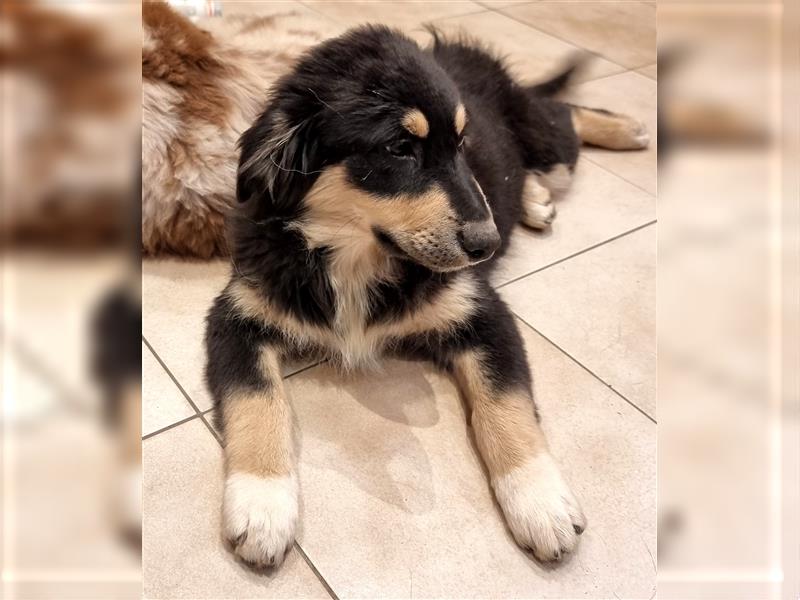 Welpen/ Golden Retriever-Collie-Australian Shepherd/Abgabebereit/Hündin/Rüde