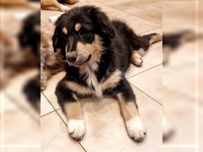 Welpen/ Golden Retriever-Collie-Australian Shepherd/Abgabebereit/Hündin/Rüde