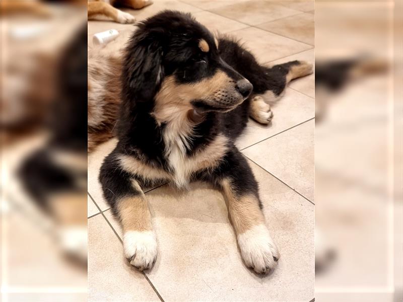 Welpen/ Golden Retriever-Collie-Australian Shepherd/Abgabebereit/Hündin/Rüde