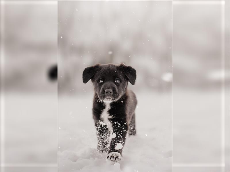 Aussiedor Welpen Labrador x Australian Shepherd