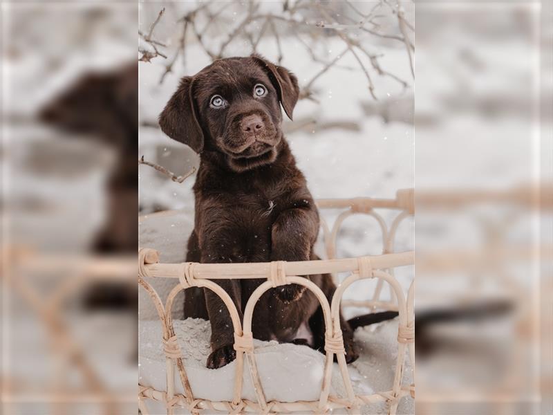 Aussiedor Welpen Labrador x Australian Shepherd