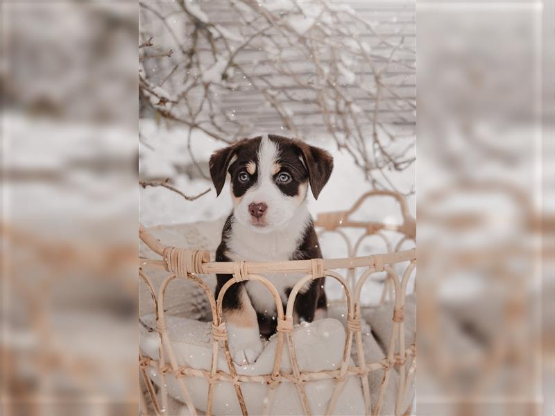 Aussiedor Welpen Labrador x Australian Shepherd