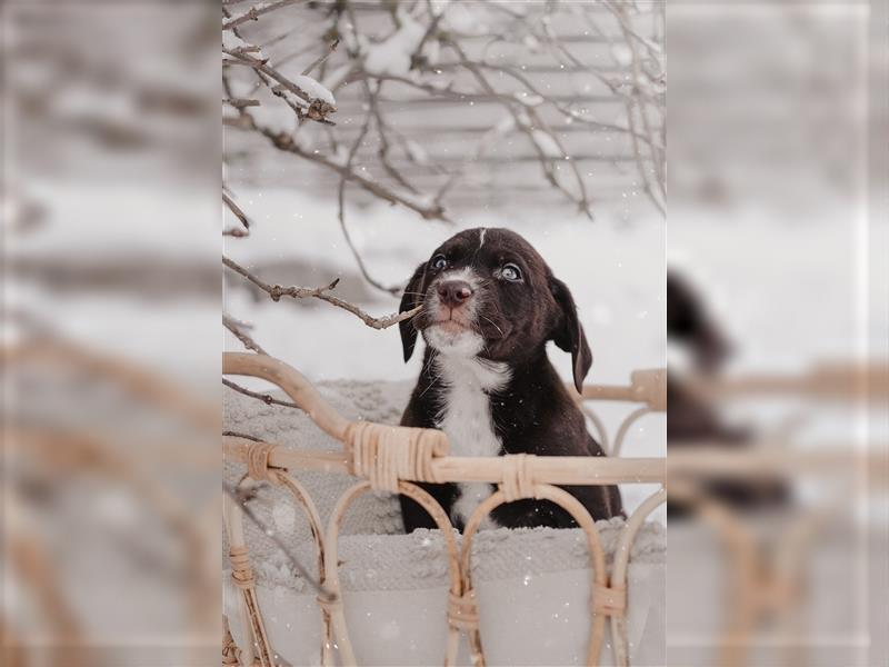 Aussiedor Welpen Labrador x Australian Shepherd