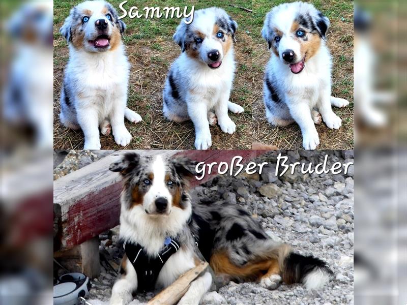 Goldi-Collie-Aussie Welpen/ Rüde-Hündin/ Anfängerhunde/ Sofortabgabe