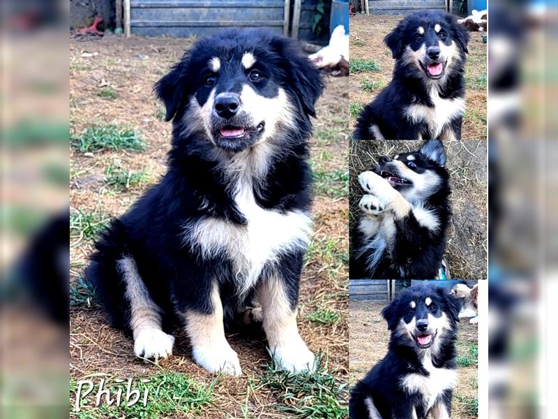 Goldi-Collie-Aussie Welpen/ Rüde-Hündin/ Anfängerhunde/ Sofortabgabe