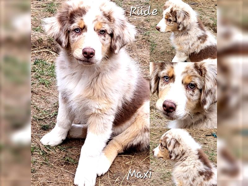 Goldi-Collie-Aussie Welpen/ Rüde-Hündin/ Anfängerhunde/ Sofortabgabe