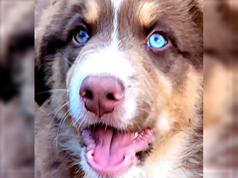 Goldi-Collie-Aussie Welpen/ Rüde-Hündin/ Anfängerhunde/ Sofortabgabe