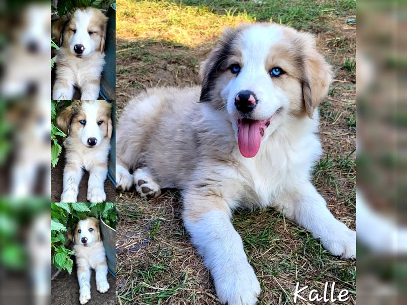 Goldi-Collie-Aussie Welpen/ Rüde-Hündin/ Anfängerhunde/ Sofortabgabe