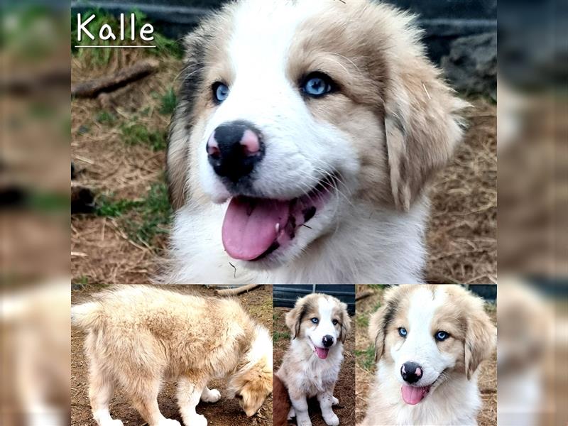 Goldi-Collie-Aussie Welpen/ Rüde-Hündin/ Anfängerhunde/ Sofortabgabe