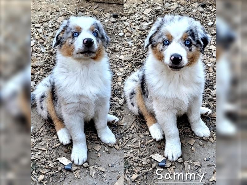 Goldi-Collie-Aussie Welpen/ Rüde-Hündin/ Anfängerhunde/ Sofortabgabe