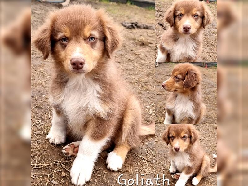 Goldi-Collie-Aussie Welpen/ Rüde-Hündin/ Anfängerhunde/ Sofortabgabe