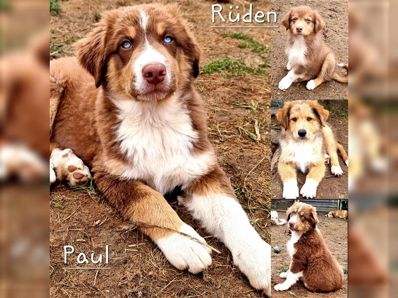 Goldi-Collie-Aussie Welpen/ Rüde-Hündin/ Anfängerhunde/ Sofortabgabe