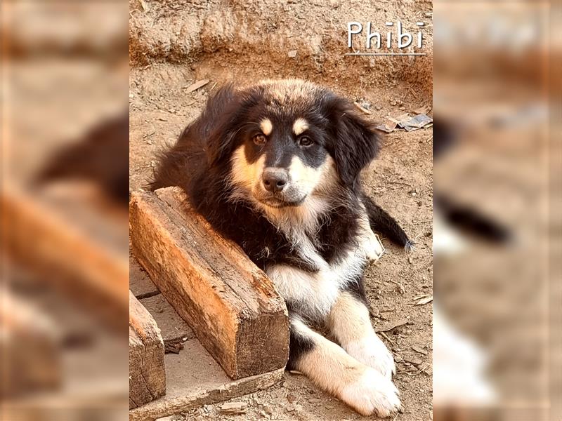 Goldi-Collie-Aussie Welpen/ Rüde-Hündin/ Anfängerhunde/ Sofortabgabe