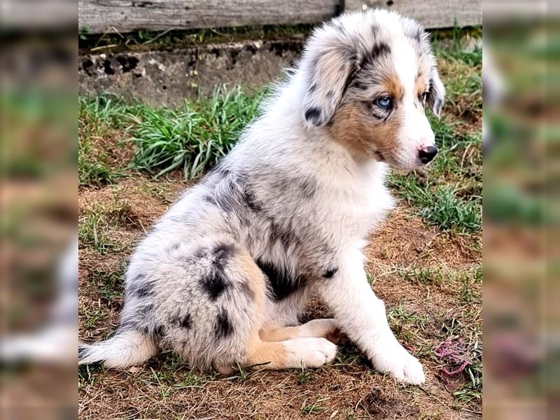 Goldi-Collie-Aussie Welpen/ Rüde-Hündin/ Anfängerhunde/ Sofortabgabe