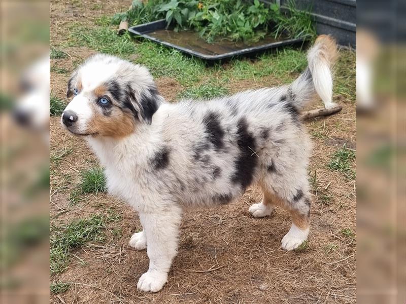 Goldi-Collie-Aussie Welpen/ Rüde-Hündin/ Anfängerhunde/ Sofortabgabe