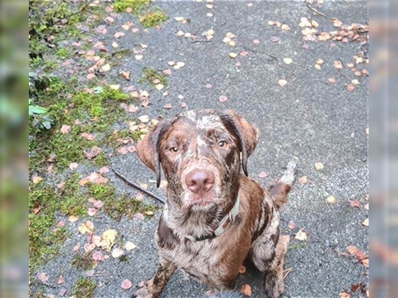 Leopard Labrador Rüde, red Merle, *10/2023