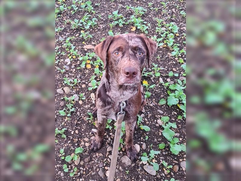 Leopard Labrador Rüde, red Merle, *10/2023