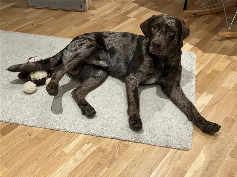 Leopard Labrador Rüde, red Merle, *10/2023