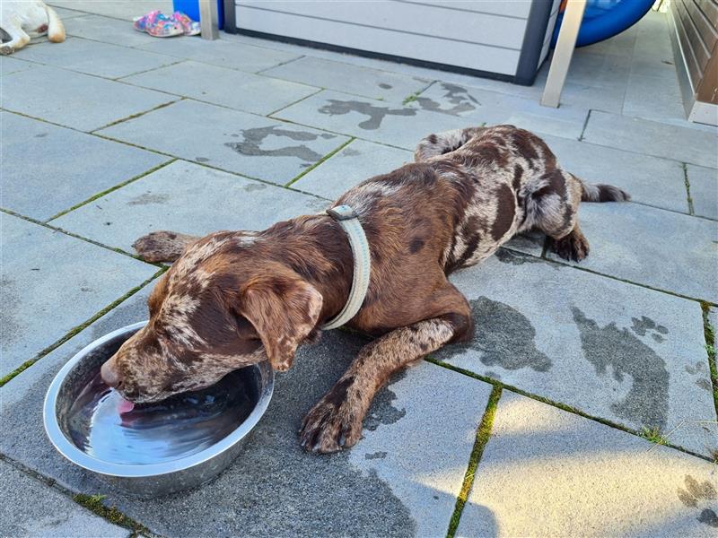 Aussidor Rüde sucht neues Zuhause