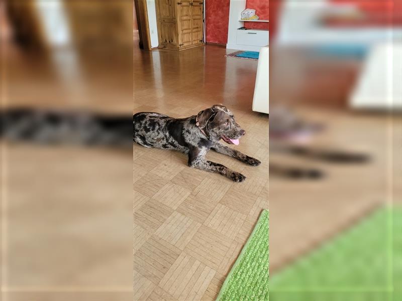 Aussidor Rüde sucht neues Zuhause