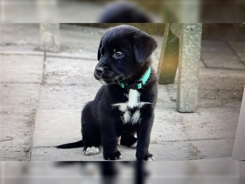 Australian Shepherd Labrador Welpen Aussiedor