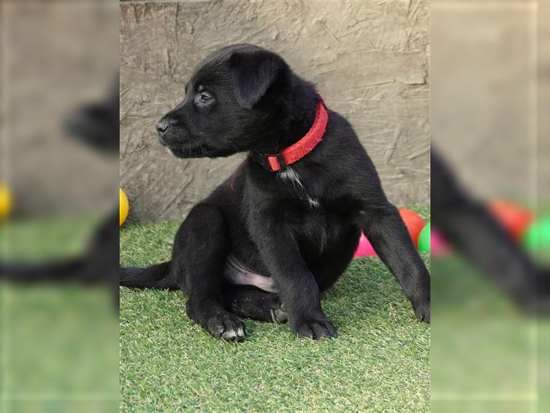 Australian Shepherd Labrador Welpen Aussiedor