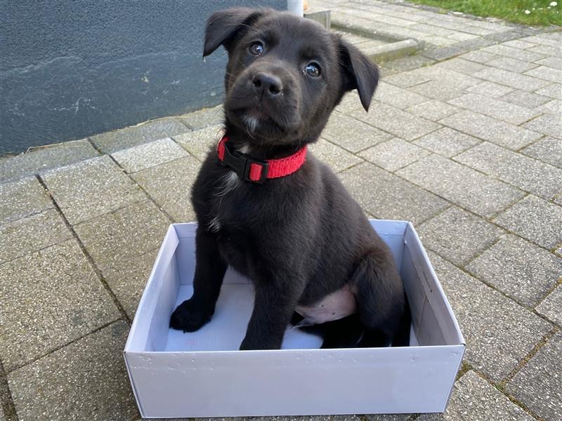 Australian Shepherd Labrador Welpen Aussiedor