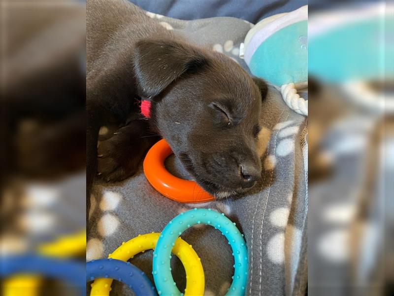 Australian Shepherd Labrador Welpen Aussiedor