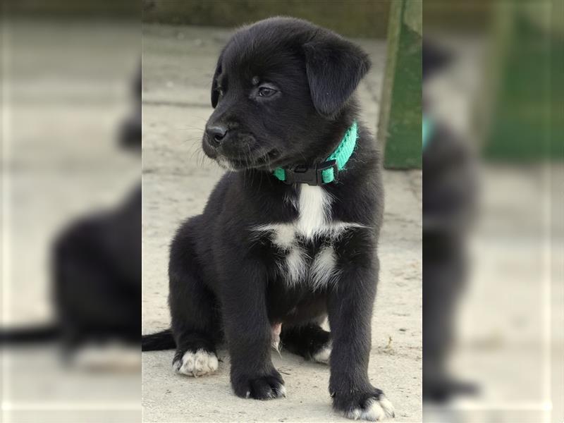 Australian Shepherd Labrador Welpen Aussiedor