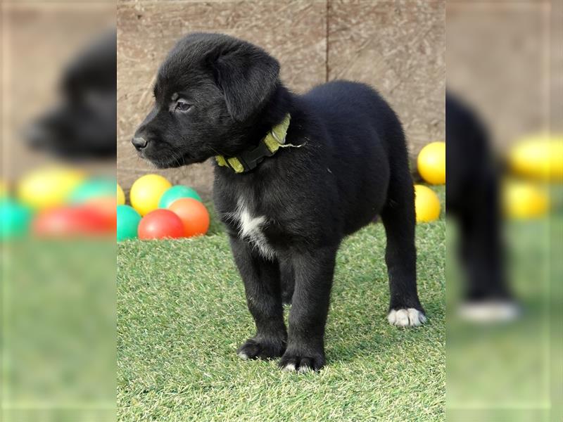 Australian Shepherd Labrador Welpen Aussiedor