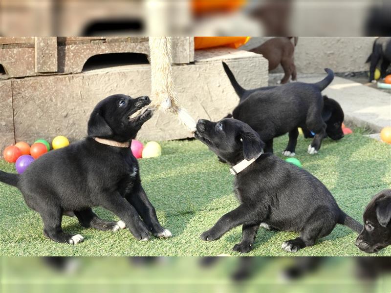 Australian Shepherd Labrador Welpen Aussiedor