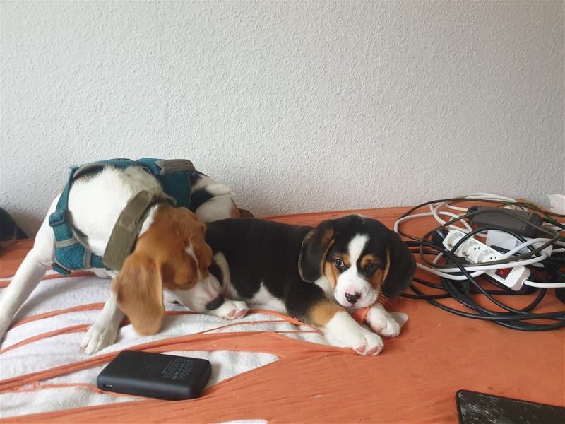 Aussie-Beagle noch 2 Rüden da!