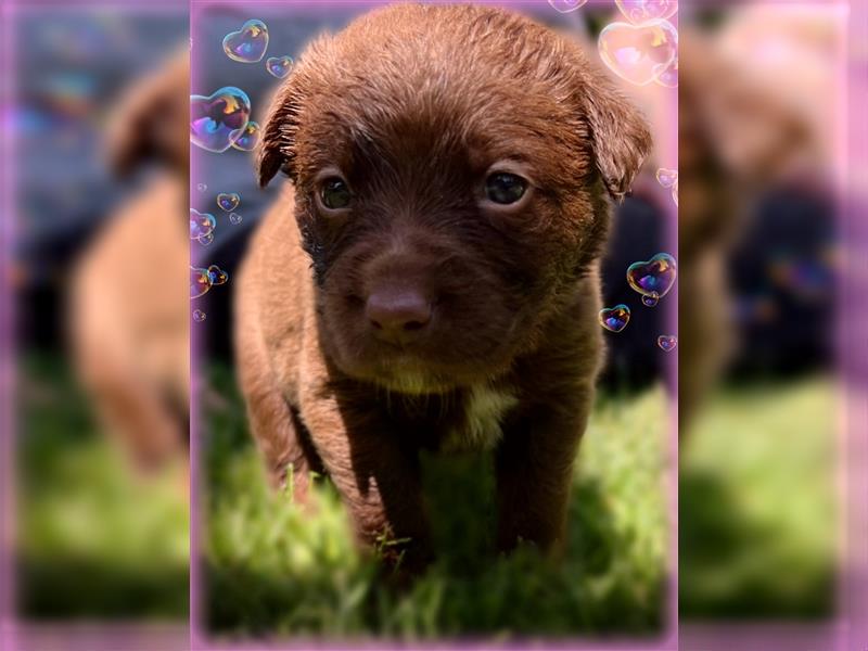 Aussiedor ,labrador,Australian shepherd  ,mit augenuntersuchung