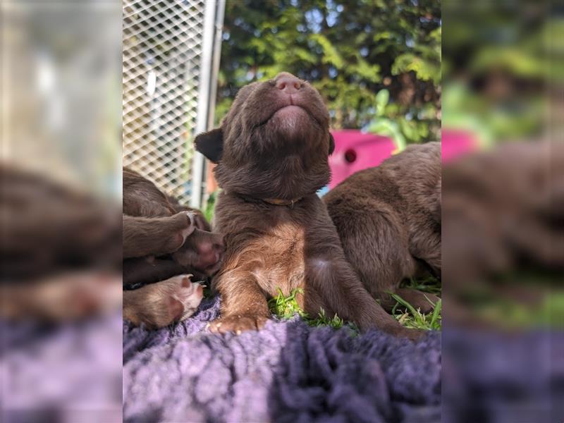 Aussiedor ,labrador,Australian shepherd  ,mit augenuntersuchung