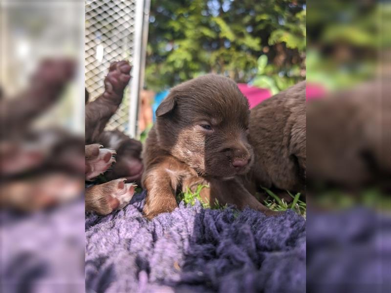 Aussiedor ,labrador,Australian shepherd  ,mit augenuntersuchung