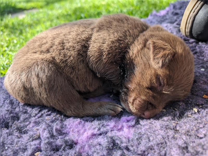 Aussiedor ,labrador,Australian shepherd  ,mit augenuntersuchung